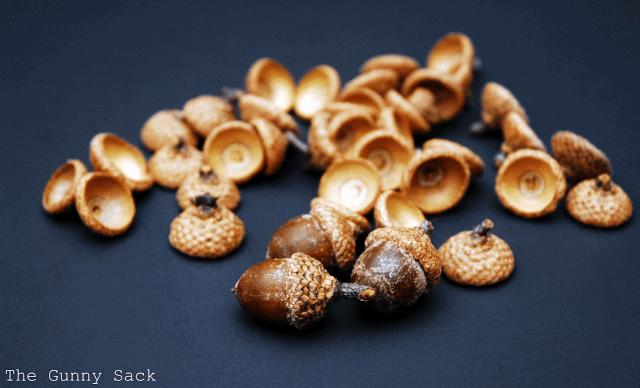 acorns and acorn caps